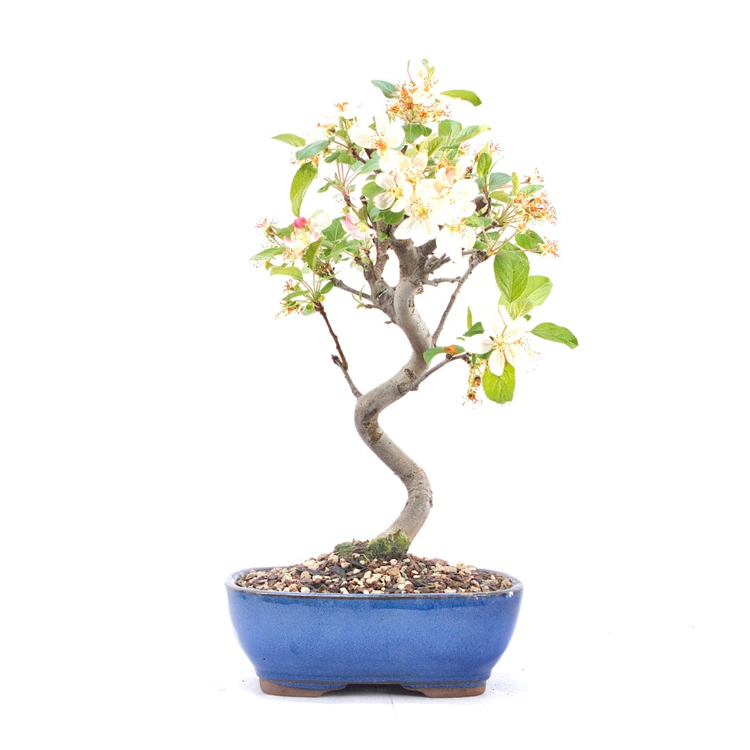 Zierapfel 'Malus spec.'